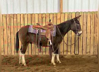 Mulo, Castrone, 11 Anni, 142 cm, Grullo