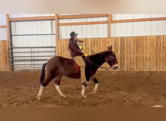 Mulo, Castrone, 11 Anni, 142 cm, Grullo