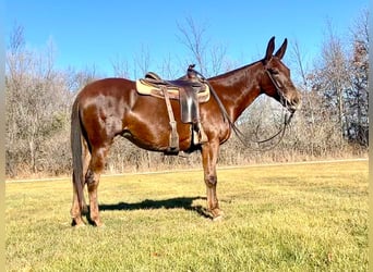Mulo, Castrone, 11 Anni, 145 cm, Sauro scuro