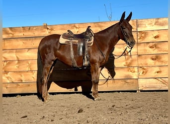 Mulo, Castrone, 11 Anni, 145 cm, Sauro scuro