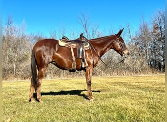 Mulo, Castrone, 11 Anni, 145 cm, Sauro scuro