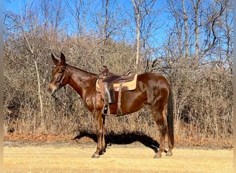 Mulo, Castrone, 11 Anni, 145 cm, Sauro scuro