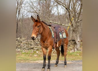 Mulo, Castrone, 11 Anni, 150 cm, Falbo