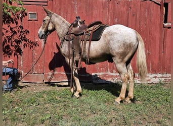 Mulo, Castrone, 11 Anni, 150 cm, Roano rosso