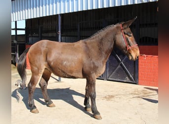 Mulo, Castrone, 11 Anni, 157 cm, Baio