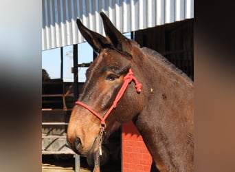 Mulo, Castrone, 11 Anni, 157 cm, Baio