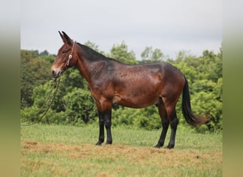 Mulo, Castrone, 11 Anni, 157 cm, Baio ciliegia