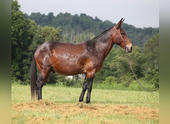 Mulo, Castrone, 11 Anni, 157 cm, Baio ciliegia