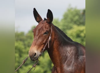 Mulo, Castrone, 11 Anni, 157 cm, Baio ciliegia