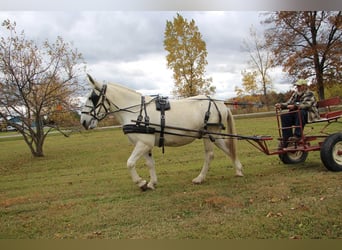 Mulo, Castrone, 11 Anni, 170 cm, Bianco