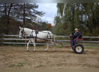 Mulo, Castrone, 11 Anni, 170 cm, Bianco