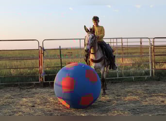 Mulo, Castrone, 12 Anni, 127 cm, Baio roano