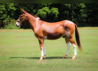 Mulo, Castrone, 12 Anni, 147 cm, Red dun