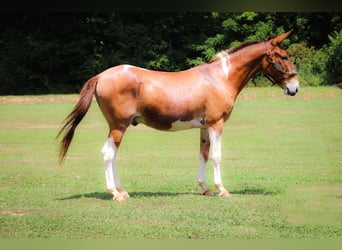 Mulo, Castrone, 12 Anni, 147 cm, Red dun