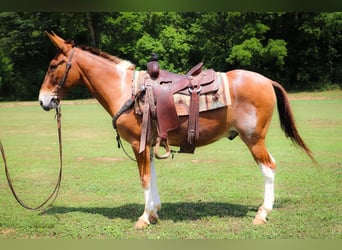 Mulo, Castrone, 12 Anni, 147 cm, Red dun