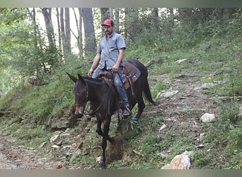 Mulo, Castrone, 12 Anni, 152 cm, Baio ciliegia