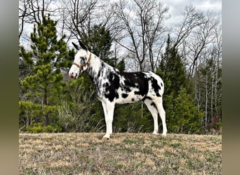 Mulo, Castrone, 12 Anni, 152 cm, Tobiano-tutti i colori