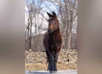 Mulo, Castrone, 12 Anni, 160 cm, Morello