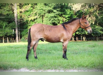 Mulo, Castrone, 12 Anni, Falbo