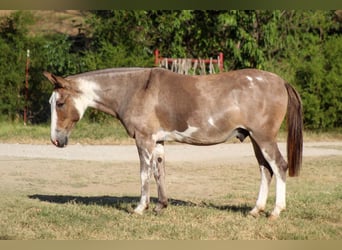Mulo, Castrone, 12 Anni, Pezzato