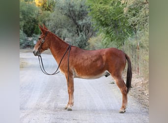 Mulo, Castrone, 13 Anni, 142 cm, Sauro scuro