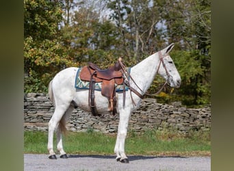 Mulo, Castrone, 13 Anni, 145 cm, Grigio