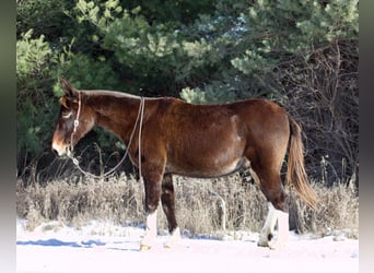 Mulo, Castrone, 13 Anni, 145 cm, Sauro scuro