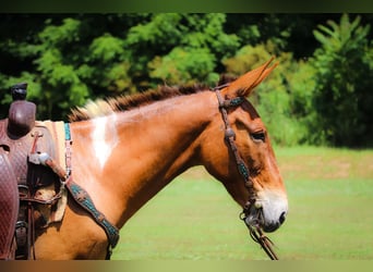Mulo, Castrone, 13 Anni, 147 cm, Red dun