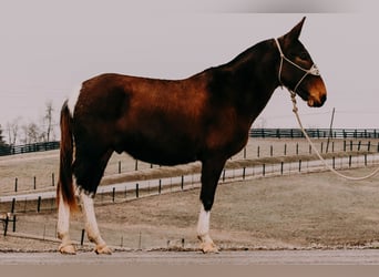 Mulo, Castrone, 13 Anni, 155 cm, Tobiano-tutti i colori