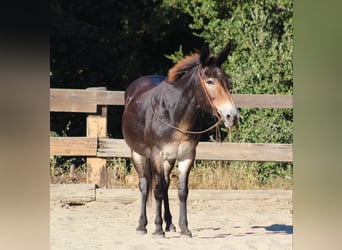 Mulo, Castrone, 13 Anni, Baio ciliegia