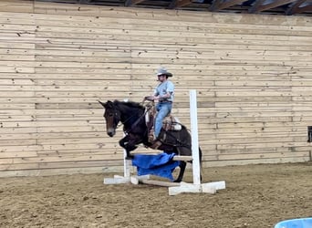 Mulo, Castrone, 14 Anni, 142 cm, Baio ciliegia