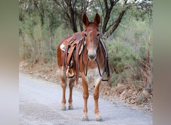 Mulo, Castrone, 14 Anni, 142 cm, Sauro scuro
