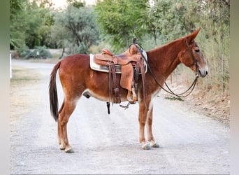 Mulo, Castrone, 14 Anni, 142 cm, Sauro scuro