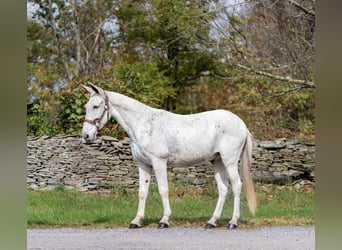 Mulo, Castrone, 14 Anni, 145 cm, Grigio