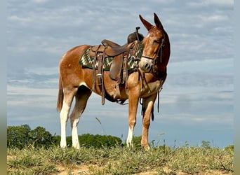 Mulo, Castrone, 14 Anni, 152 cm, Sauro scuro