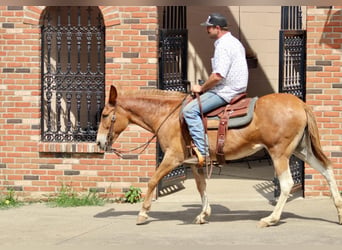 Mulo, Castrone, 14 Anni, 152 cm, Sauro scuro