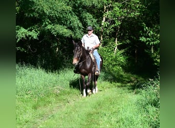 Mulo, Castrone, 14 Anni, 157 cm, Morello