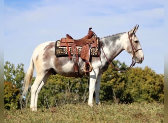 Mulo, Castrone, 15 Anni, 145 cm, Tobiano-tutti i colori