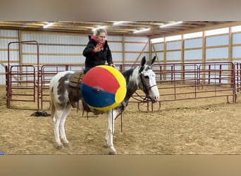 Mulo, Castrone, 15 Anni, 145 cm, Tobiano-tutti i colori