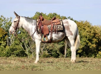Mulo, Castrone, 15 Anni, 145 cm, Tobiano-tutti i colori