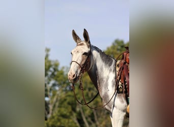 Mulo, Castrone, 15 Anni, 145 cm, Tobiano-tutti i colori