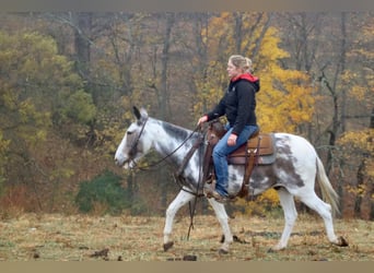 Mulo, Castrone, 15 Anni, 145 cm, Tobiano-tutti i colori