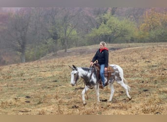 Mulo, Castrone, 15 Anni, 145 cm, Tobiano-tutti i colori
