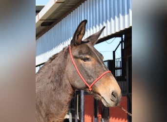 Mulo, Castrone, 15 Anni, 152 cm, Baio