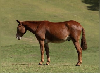 Mulo, Castrone, 15 Anni, 155 cm, Sauro ciliegia