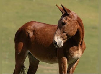 Mulo, Castrone, 15 Anni, 155 cm, Sauro ciliegia