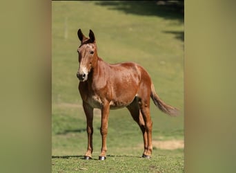 Mulo, Castrone, 15 Anni, 155 cm, Sauro ciliegia