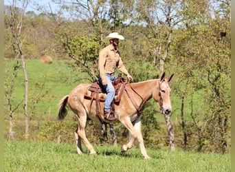 Mulo, Castrone, 15 Anni, 160 cm, Sauro ciliegia