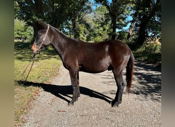 Mulo, Castrone, 16 Anni, 132 cm, Morello