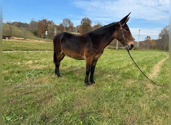 Mulo, Castrone, 16 Anni, 152 cm, Baio ciliegia
